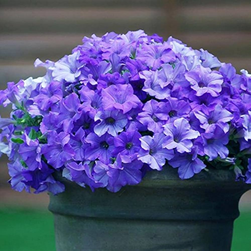 Blue and white petunia flower seeds