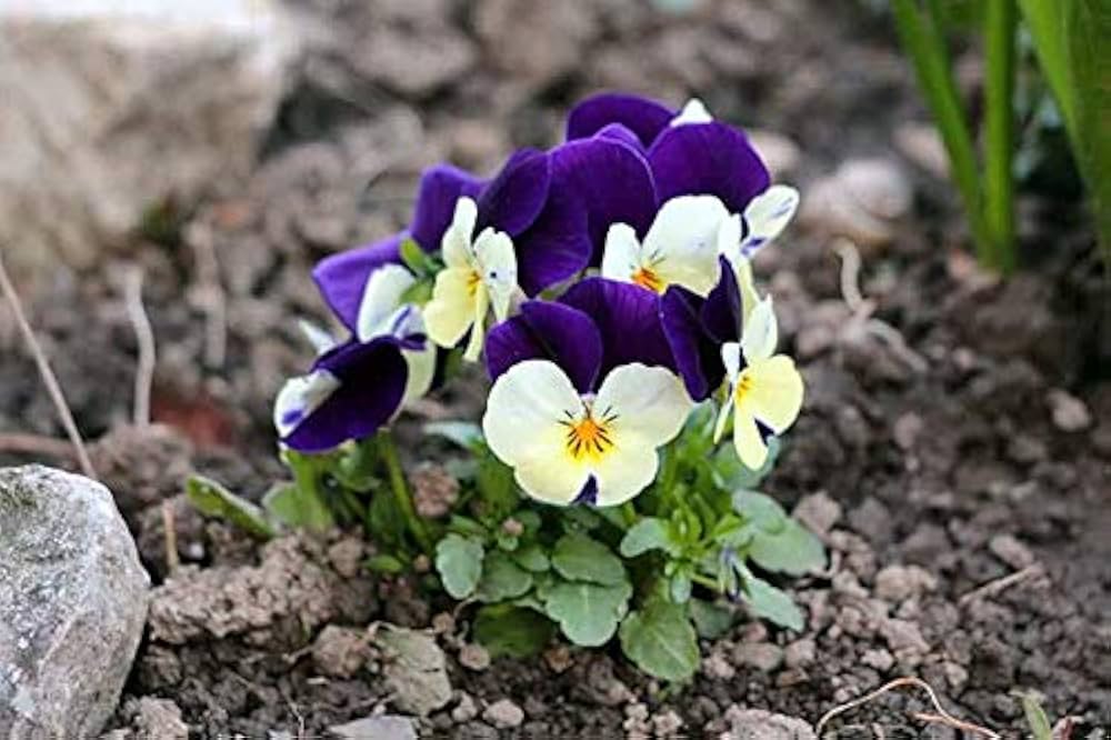 Johnny Jump Up Viola ��������� Viola tricolor ��������� for planting in garden