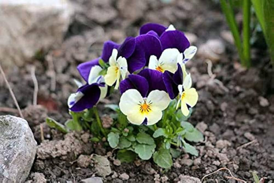 Johnny Jump Up Viola ��������� Viola tricolor ��������� for planting in garden