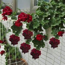 Geranium Pelargonium Hortorum Bonsai Flower Seeds for Planting – New Varieties for Balcony Pots and Window Boxes