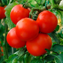 Tomato Seeds (Solanum lycopersicum) for a reliable harvest in the Willamette VF in Kitchen Garden