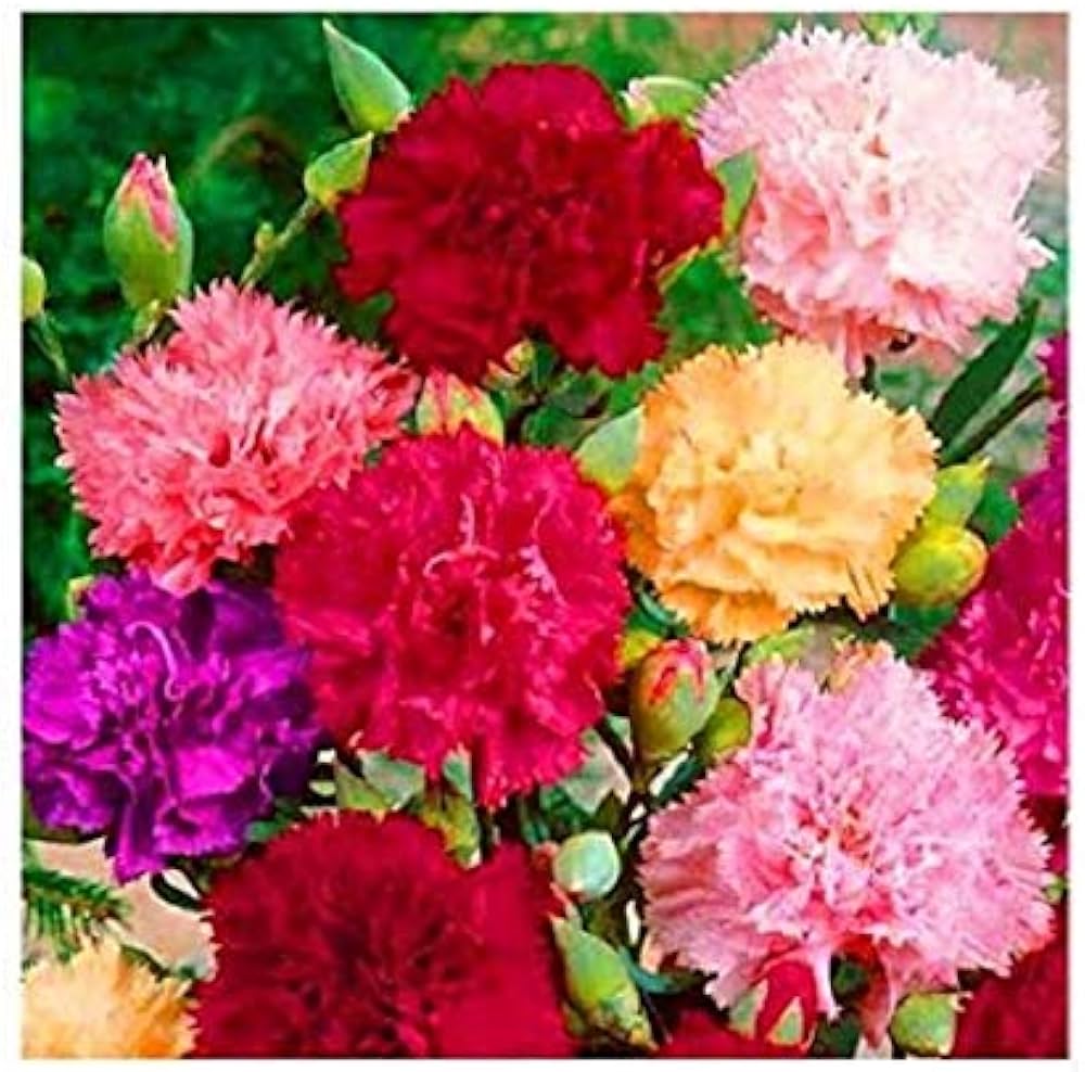 Carnation (Dianthus caryophyllus) seeds for garden planting