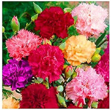 Carnation (Dianthus caryophyllus) seeds for garden planting