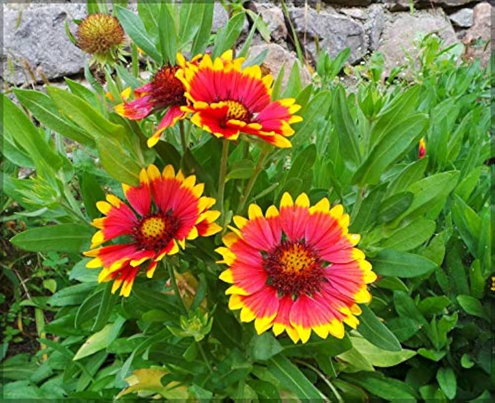 Gaillardia Aristata Blanket Flower seeds