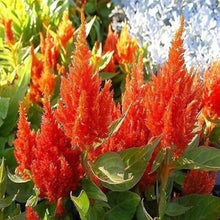 Scarlet Seeds (Ipomoea hederifolia) for colorful blooms in the Flower Garden