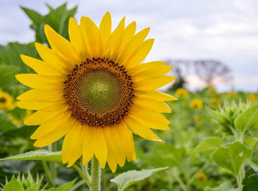 Sunflower ‘Sunsole Soraya’ Seeds for colorful blooms in the cutting gardens