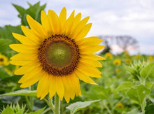 Mini Sunflower Seeds (Helianthus annuus) for seasonal color across the Flower Garden
