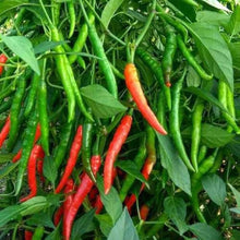 Jintai 'Jin Jiao .' Red Pod Pepper Chili Seeds for growers stocking a kitchen garden