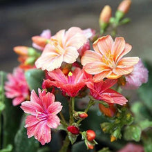 Strain Seeds for a lasting display in the Flower Bed