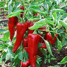 Pepper Seeds for home growers seeking a reliable harvest