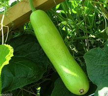 Asian Vegetables Seeds for home growers seeking a reliable harvest