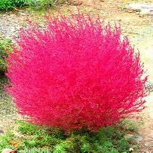 Kochia Burning Bush Seeds for a colorful addition to any planting