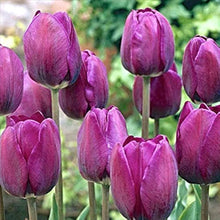 True Tulip Bulbs (Not Seeds for a lasting display in the Vibrant Landscapes
