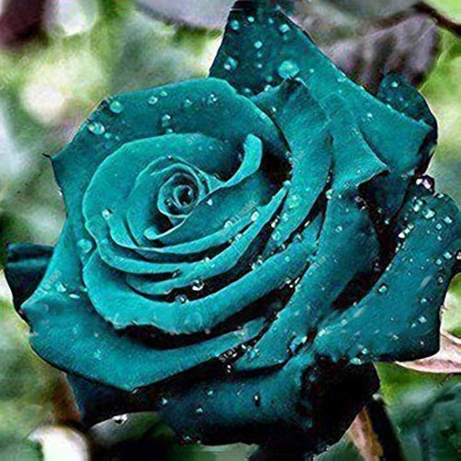 Rose tree  Rosa spp.  flowering tree seed for gardens