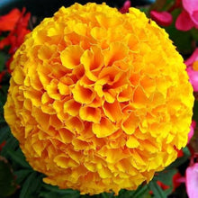 African Marigold Tagetes Seeds for growers wanting a homegrown harvest