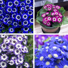 Mixed Colors Florists Cineraria Seeds (Pericallis x hybrida) for a bright addition to the Flower Bed