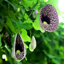 Aristolochia Seeds for a bright addition to the Ornamental Garden