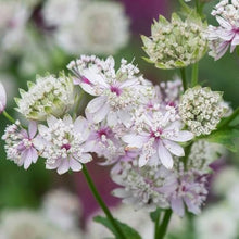 Astrantia Star Umbel Seeds for a lasting addition to the landscape
