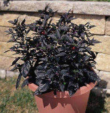 Black Pearl Pepper Seeds for a productive addition to the vegetable patch