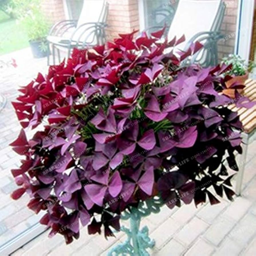 Red woodsorrel (Oxalis) plant grown from seeds with clover-like leaves and deep red flowers