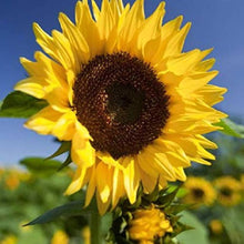 Sunflower Helianthus Annuus Seeds prized for pollinator Seasonal Blooms