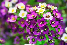 Alyssum Wonderland Mix Ground Cover Seeds for reliable seasonal color