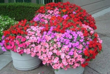 Impatiens Impreza Red Seeds for growers filling out the Bold Shade Garden Flowers