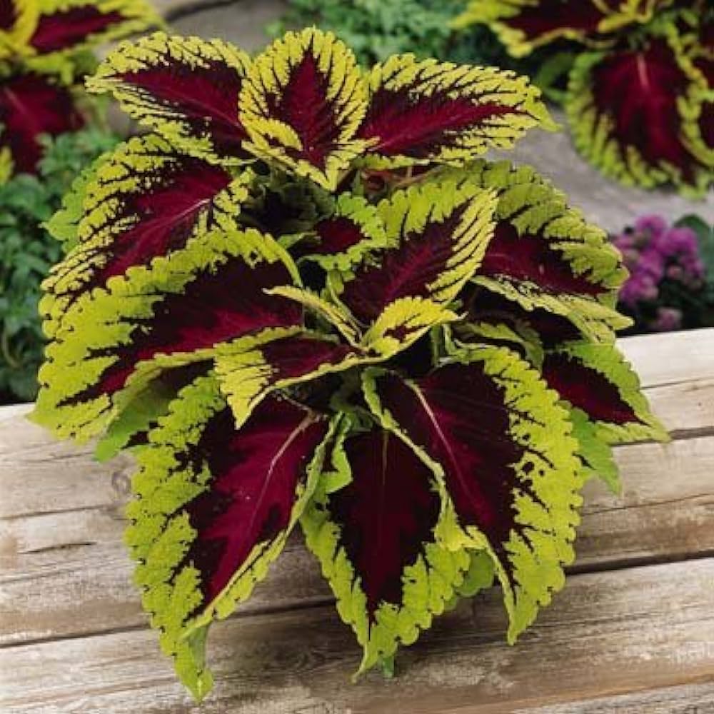 Gloxinia Sinningia Beautiful Potted Flower - for planting in home garden