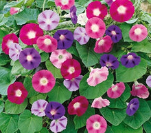 Morning Glory Seeds (Ipomoea purpurea) for a lasting display in the backyard gardening and fences