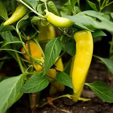 Plant Seeds (Jamaican hot) for a reliable harvest in the sunny vegetable gardens or patio containers