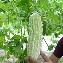 Green Sweet Pepper Seeds for growers stocking the Balcony Containers