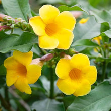 Malve Seeds for a lasting display in the flower bed