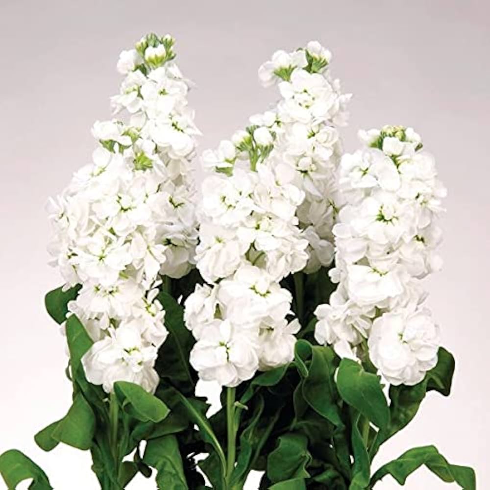 White Seeds for gardeners building out beds and borders