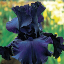 Iris Iris Tectorum Chinese Seeds for colorful blooms in the Backyard Shaded Borders