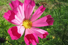 Cosmos Cosmos Bipinnatus Sea Shells Seeds for colorful blooms in the Garden Cut Flowers