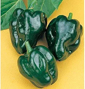 Pepper Garden for planting in home garden.