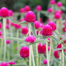 Gomphrena Haageana Seeds for seasonal color across the Flower Bed & Garden