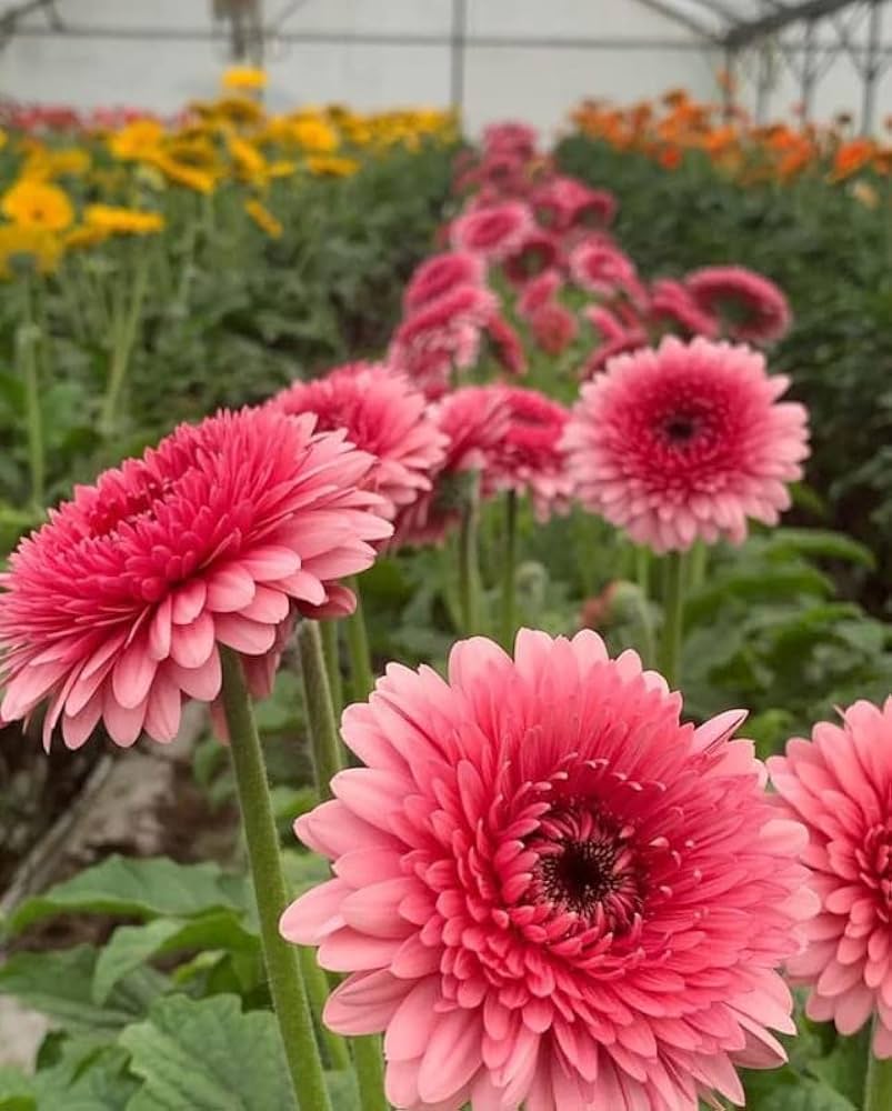 Gerbera Gerbera jamesonii flower seeds for planting in home garden and container pots - for planting in home garden