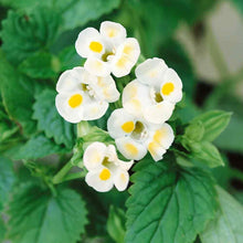 Torenia Torenia Fournieri Lemon Drop Flower Seeds for Planting – Suitable for Shaded Borders and Hanging Containers