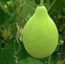 Myanmar Flaschenkürbis Seeds (Lagenaria siceraria) prized for growing versatile, fast-growing gourds used in crafts, cooking, and