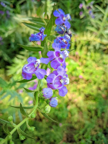 Angelonia Seeds for a lasting display in the Flower Bed & Garden