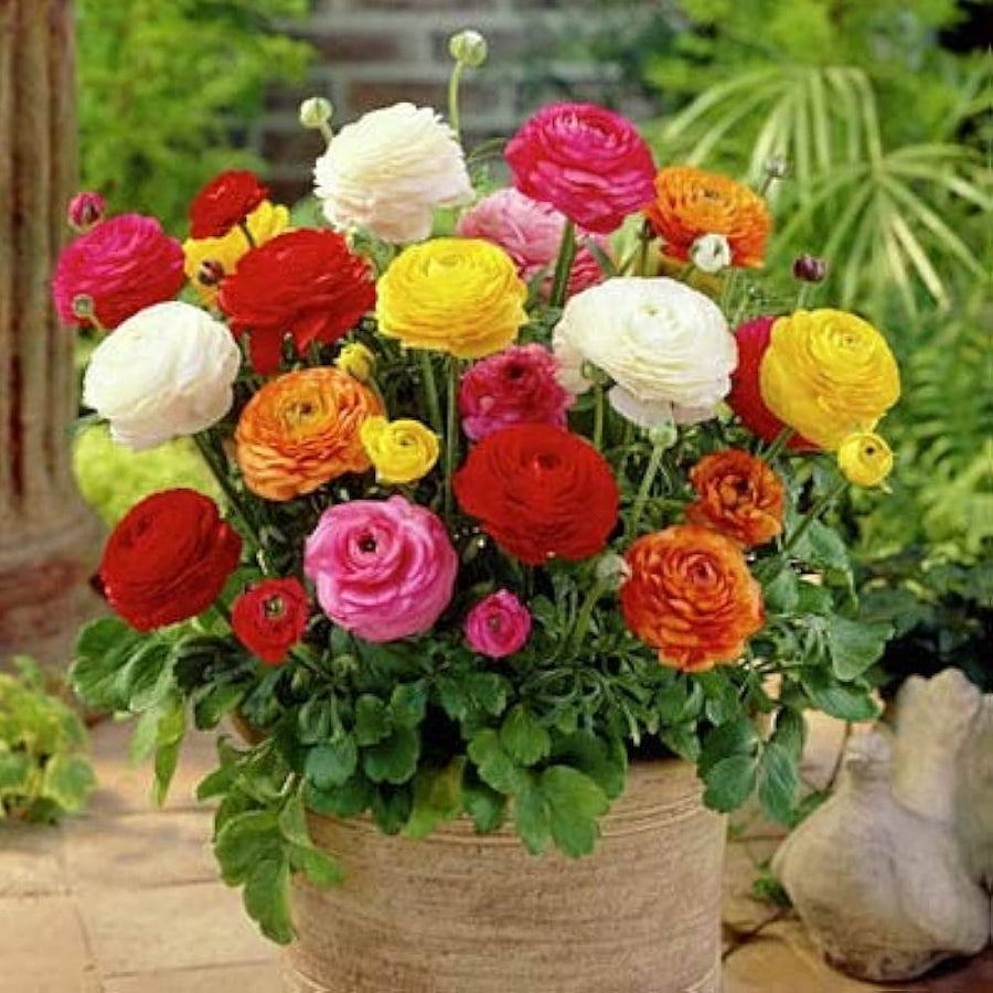 Rainbow Chrysanthemum Rare Color Flower - for planting in home garden