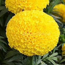 Helenium Hoopesi Golden Seeds for a lasting display in the flower bed