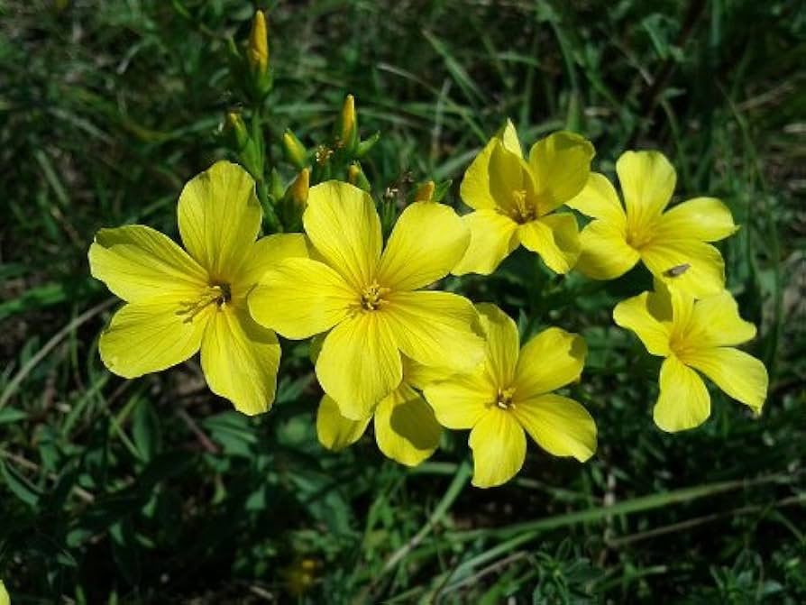 Golden Flax (Linum Flavum) Seeds