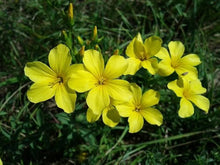 Golden Flax (Linum Flavum) Seeds