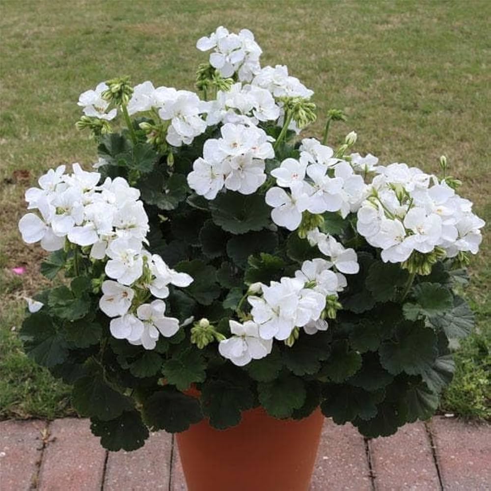 Geranium Flower ��������� Pelargonium spp. ��������� for planting in white garden
