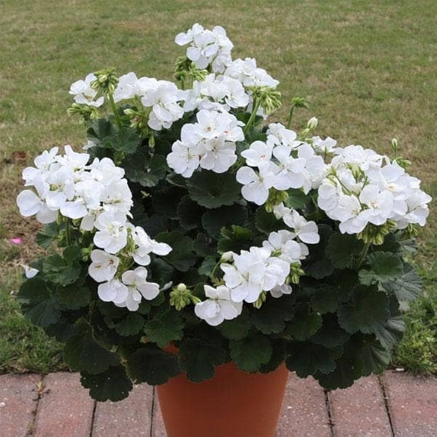 Geranium Flower ��������� Pelargonium spp. ��������� for planting in white garden