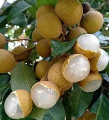 Longan Seeds (Dimocarpus longan) for growers planting the backyard gardening spaces