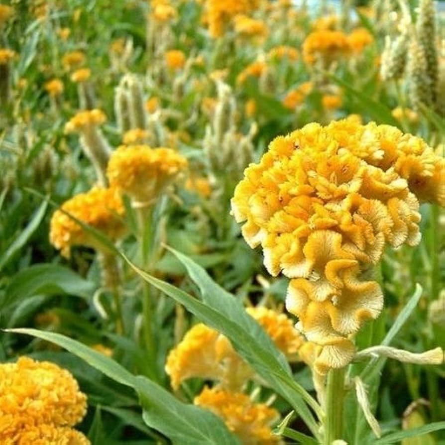 Cockscomb Celosia cristata yellow flower seeds for planting in home garden and decorative borders - for planting in home garden