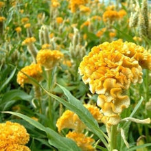 Cockscomb Celosia cristata yellow flower seeds for planting in home garden and decorative borders - for planting in home garden